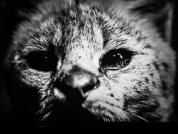 Close-up portrait of owl