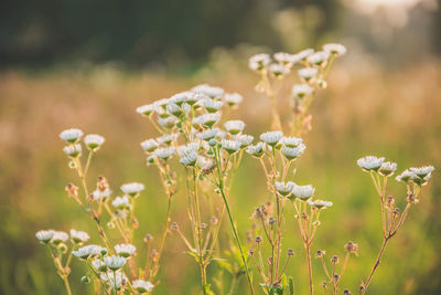 Close-up of flowers