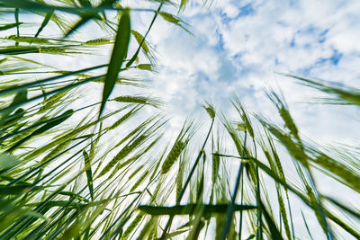 Low angle view of flowering plants on field against sky