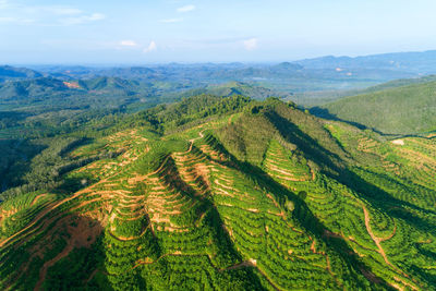 Scenic view of vineyard against sky