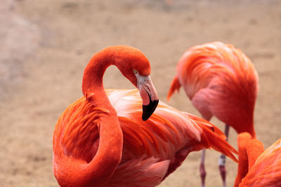 Close-up of birds on beach