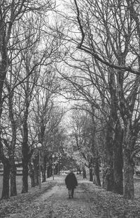 Rear view of dog walking on street amidst trees