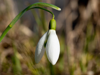 Close-up of white flowering plant