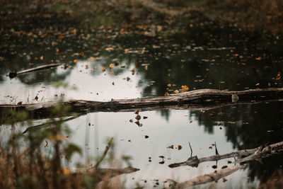 Reflection of trees on water