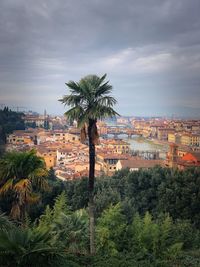 Palm trees and plants against buildings in city