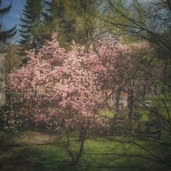 Pink flowers growing on tree