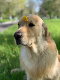 Close-up of dog looking away