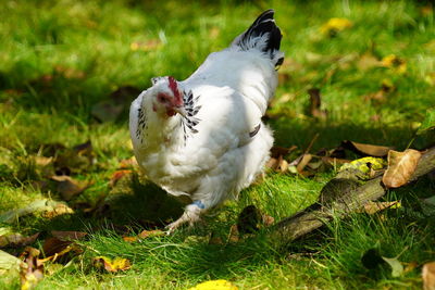 White sussex chicken on field