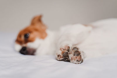 Portrait of dog sitting on bed