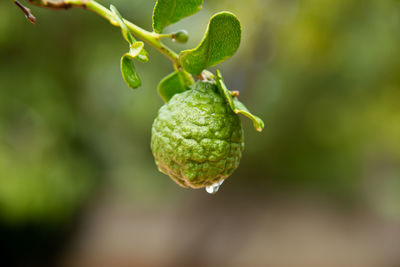 Close-up of berries growing on plant