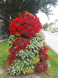 Close-up of red flowers in city