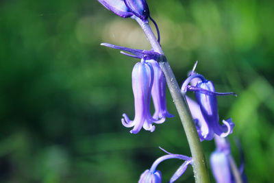 Close-up of plant growing outdoors 