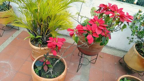 Close-up of flowers in pot