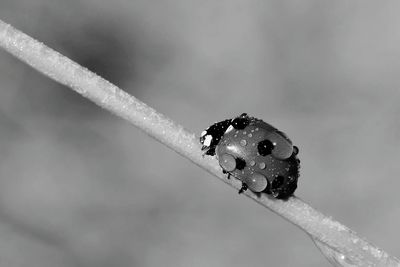 Close-up of wet ladybug on twig