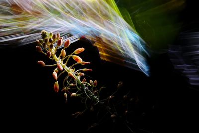 Close-up of flowering plant against black background