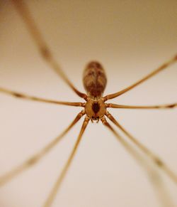 Close-up of spider