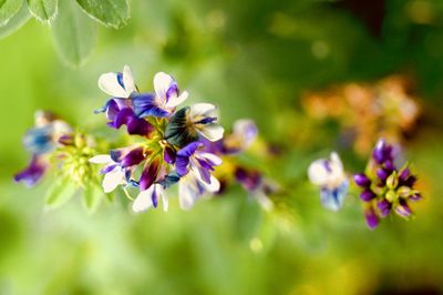 Close-up of purple flowers blooming outdoors