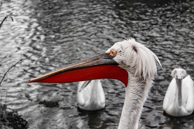 Close-up of a bird