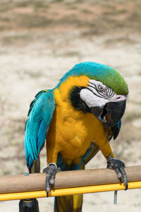 Close-up of blue parrot perching on wood