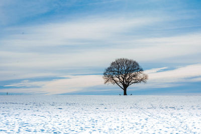 Bare tree on snow covered field against sky