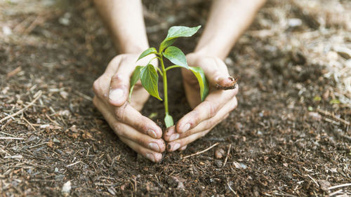 Cropped hand of woman holding plant