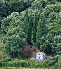 Trees and plants growing outside house in forest