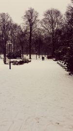 Bare trees in park