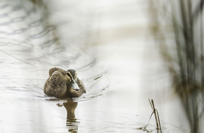 Female mallard duck swimming in lake