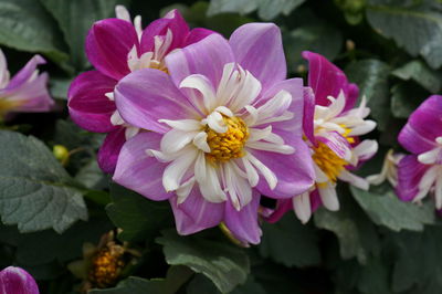 Close-up of pink flowering plants