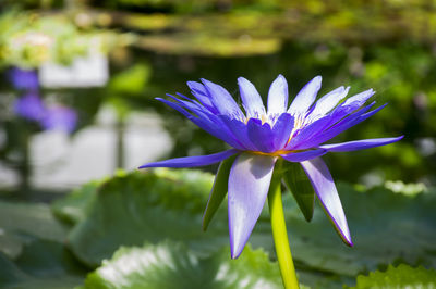 Close-up of purple water lily blooming outdoors