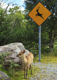 View of deer on road by trees