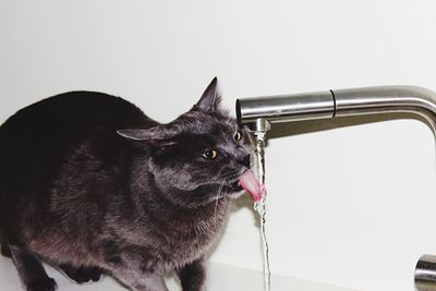 Black cat drinking water from faucet