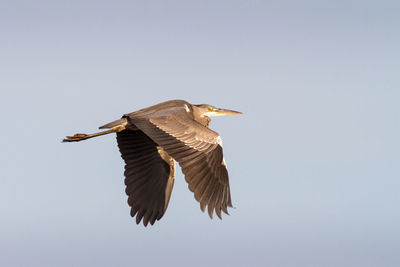 Low angle view of bird flying in sky