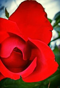 Close-up of red rose