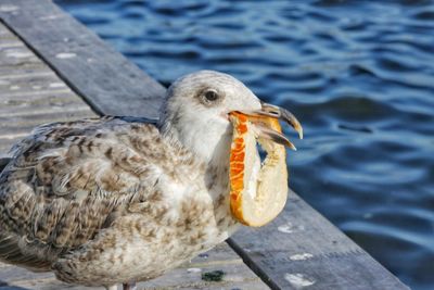 Close-up of seagull eating
