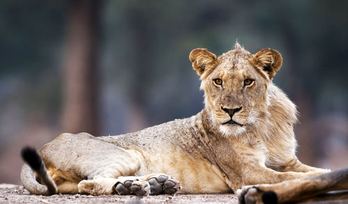 Portrait of cat resting