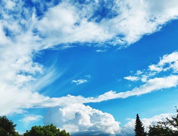 Low angle view of trees against blue sky