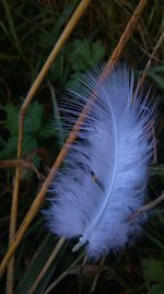 Close-up of caterpillar on plant