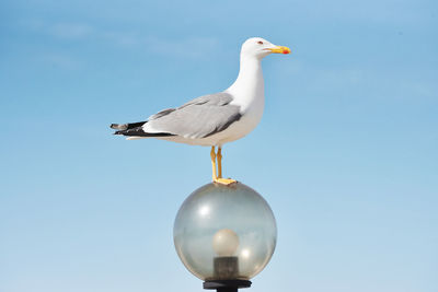 Low angle view of seagull flying against clear sky