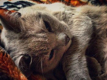 Close-up of cat sleeping