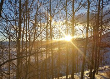 Sun shining through trees