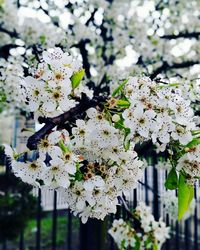 Close-up of apple blossoms in spring