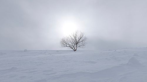 Bare tree on snow covered field against sky