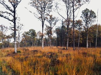 Trees on field against sky during autumn