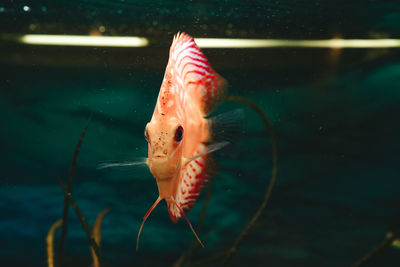 Close-up of fish swimming in sea