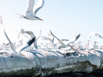 Seagulls flying over frozen sea against clear sky