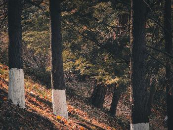 Trees in forest during autumn