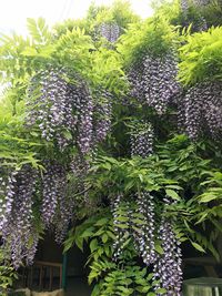 Low angle view of plants