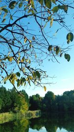 Low angle view of tree against sky