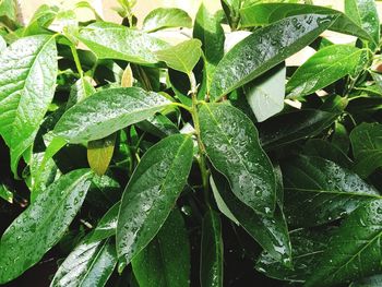 High angle view of wet plant leaves during rainy season